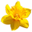 Narcissus
