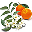 Orange Blossom